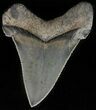 Serrated, Angustidens Tooth - Megalodon Ancestor #59219-1